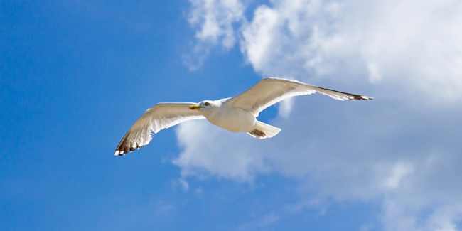 ecoaching image